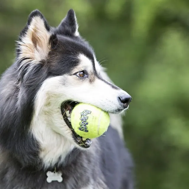 Kong Squeakair Ball Dog Toy (Bundled - 6pcs)